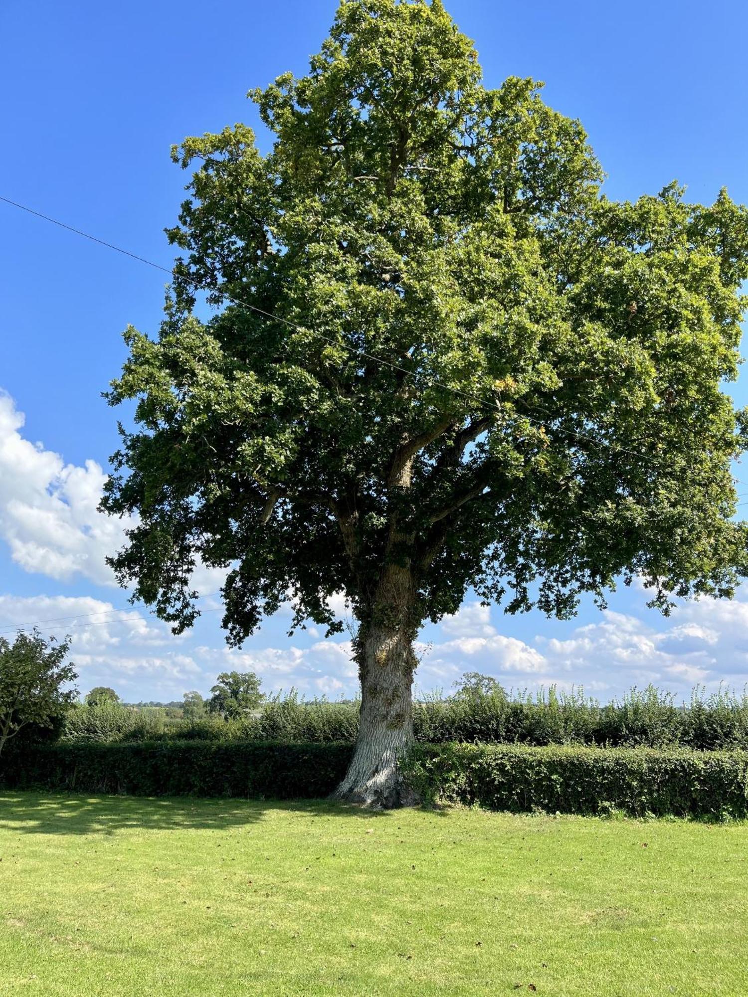 Priors Oak - A Cosy Studio With Countryside Views In Dorset Bed and Breakfast Stalbridge Esterno foto